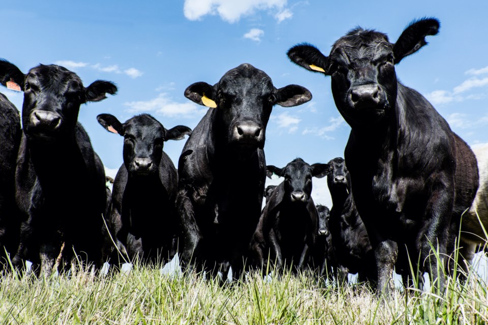 Angus cattle