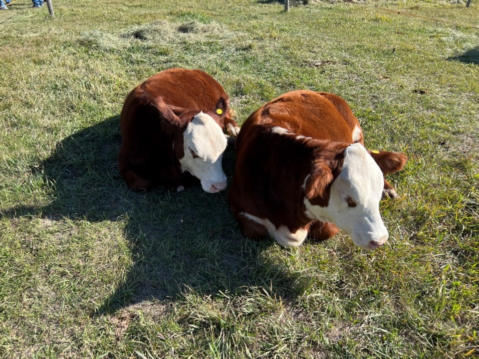 arcola-heifer-sale-2023