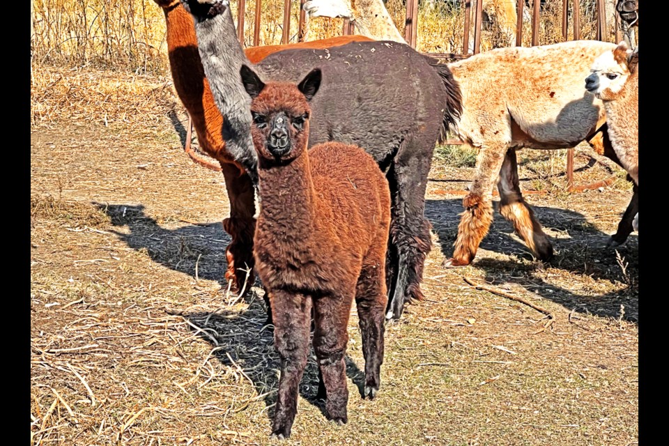 Cria, or baby alpacas, stay with their mothers until they are six months, or weigh around 60 pounds, and are first shorn when they are between eight and 12 months old.