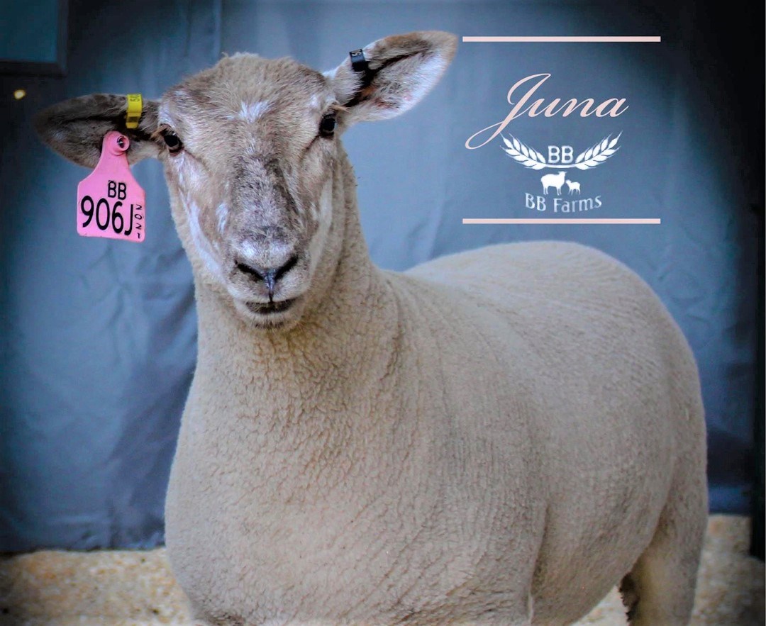 Saskatchewan farm has found success with sheep breeding 