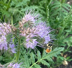 bee-on-phacelia1023