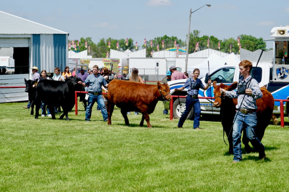 The Angus heifer class saw the highest number of entries with eight contestants participating.                               
