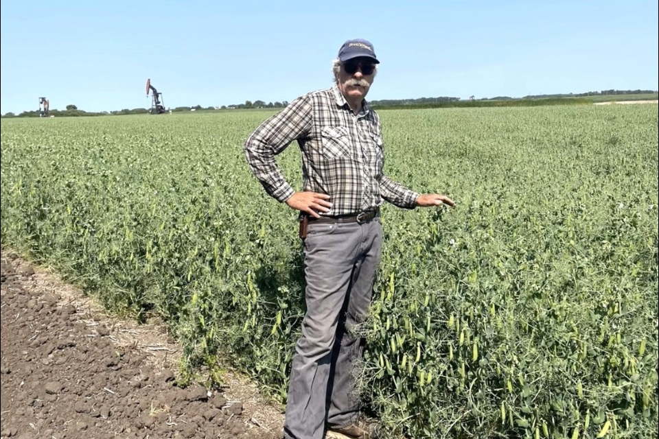 Wayne Amos checks his seed crop regularly for rogue plants. 