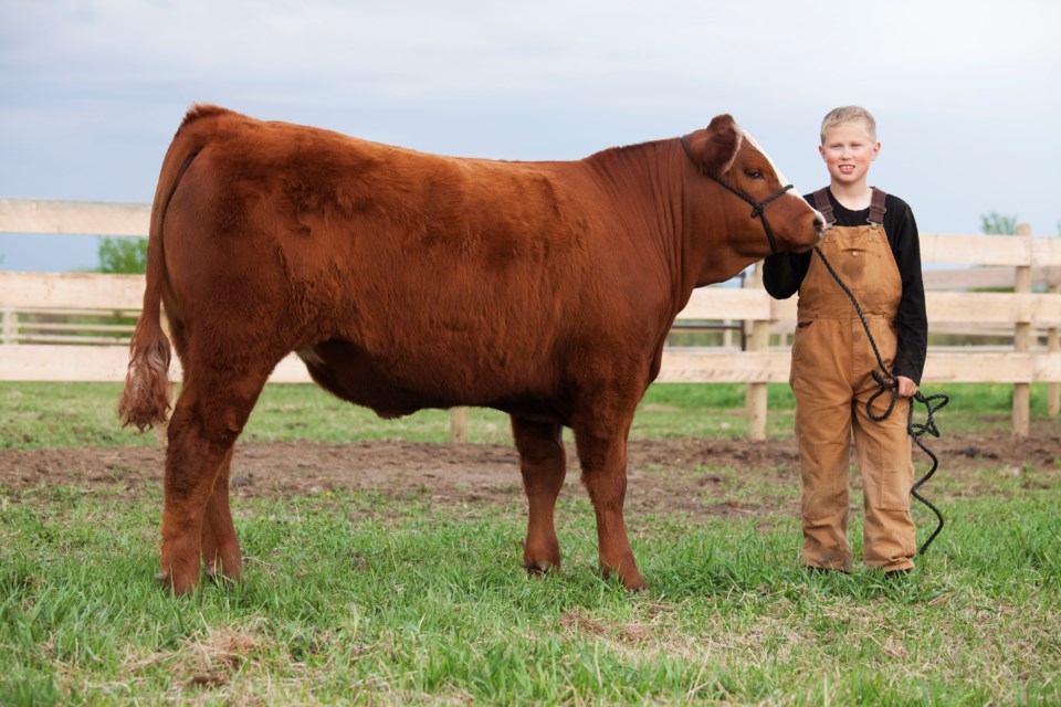 Boy with calf