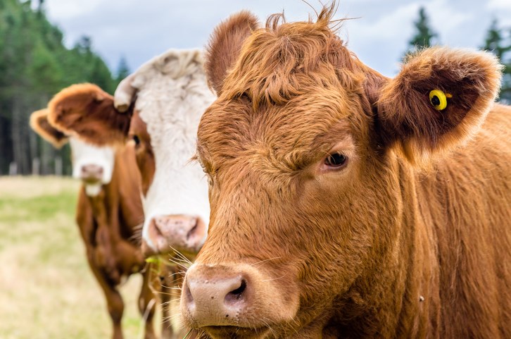 Brown Cow Head