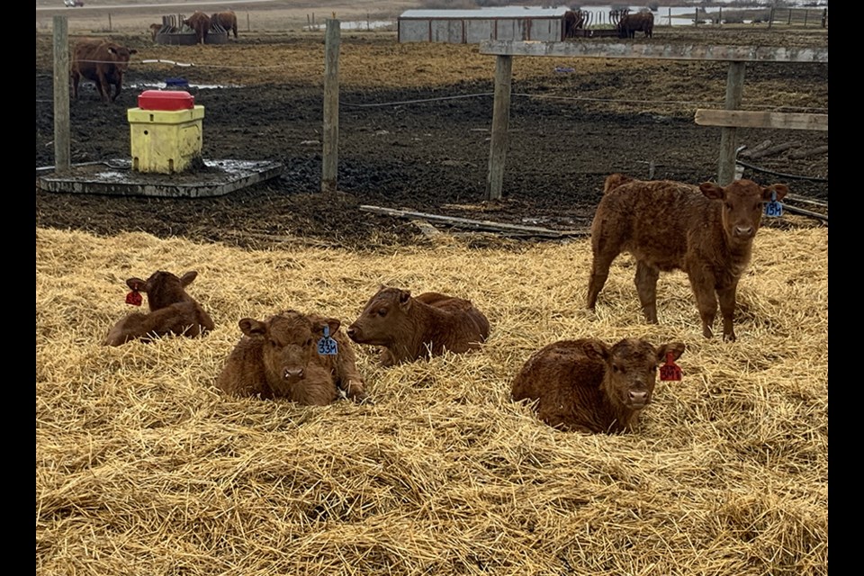 At PK Herefords & Angus near Canora, like many other cattle producers at this time of year, Clint and Meridee Kopelchuk and family are busy looking after the care of newborn calves.