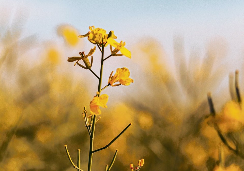 Canola council pic