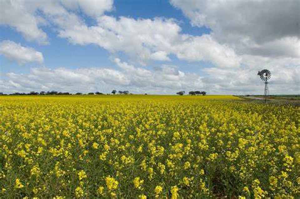 canola-in-bloom-ss