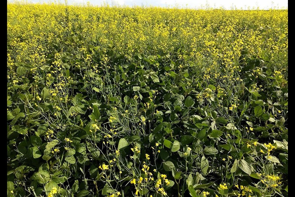 Canola finds success in soybean markets, and maybe in the field too. 