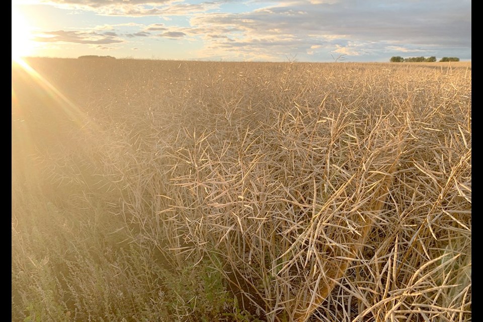 Good weather conditions in Western Canada, with the notable exception of the water-logged regions of Manitoba and eastern Saskatchewan, likely got the ball rolling. 