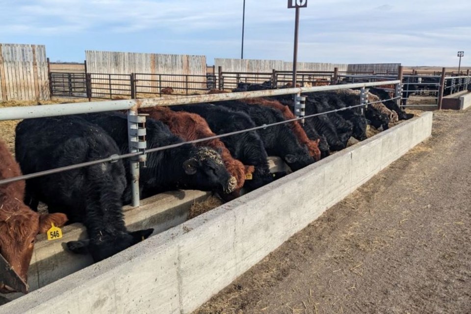 Cows feeding at the Livestock and Forage Centre of Excellence at USask.