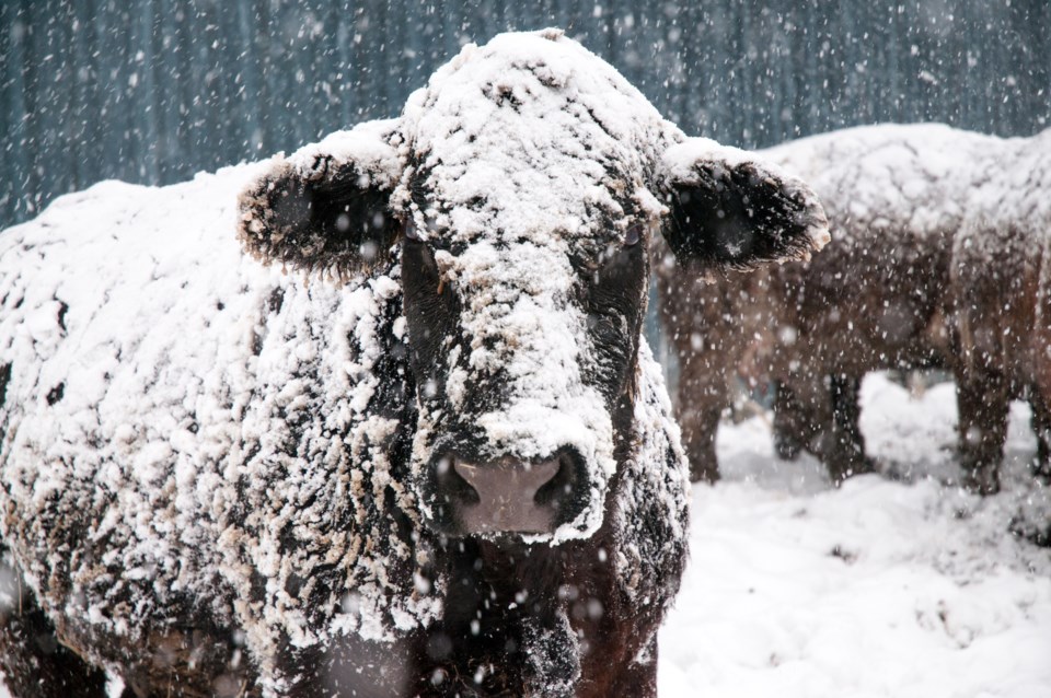 cattle in snow