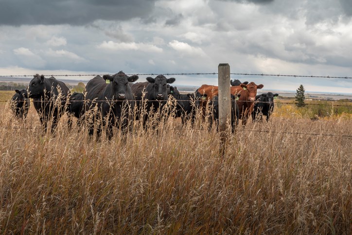 cattle pasture fall wp