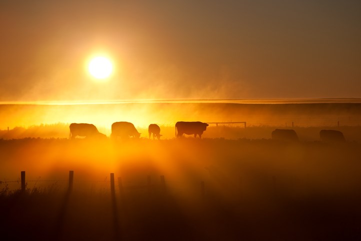 cattle roundup