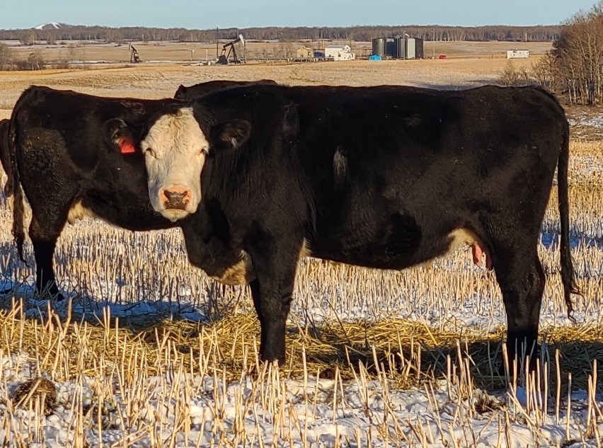 This cow's offspring will be donated to the Carlyle Community Complex Foundation each year she calves. 
