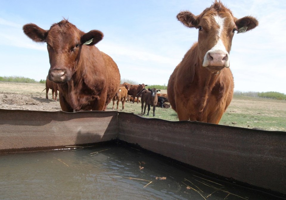 census-cattle-drought