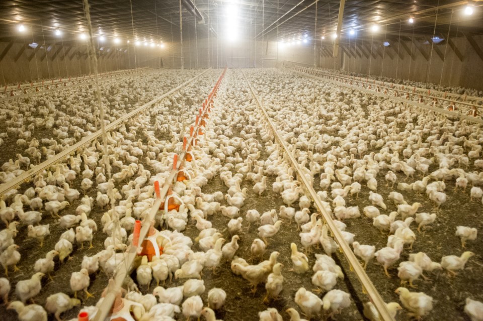 chicken farm stock