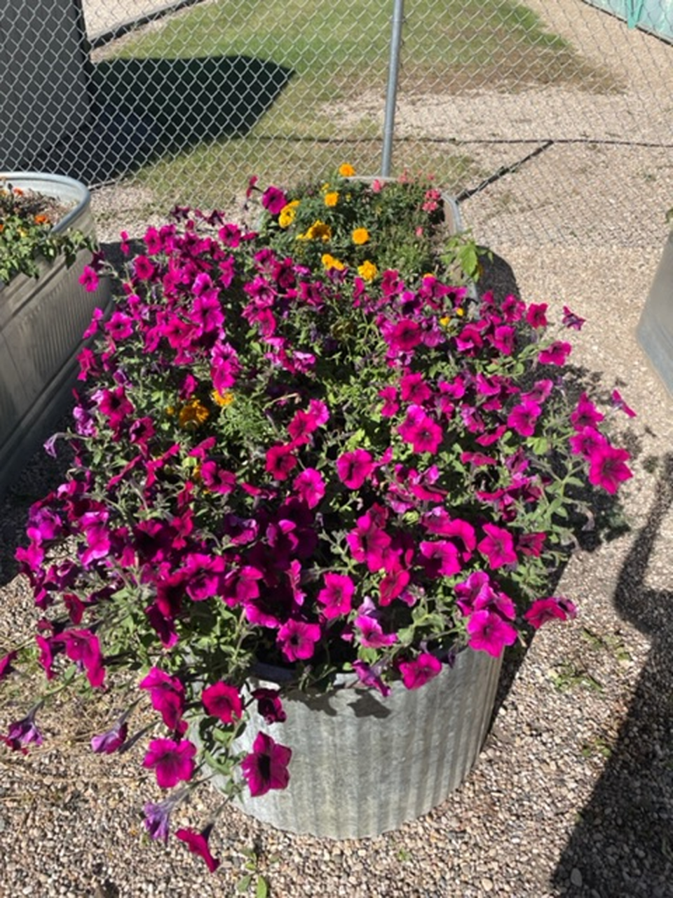 CJES garden Flowers