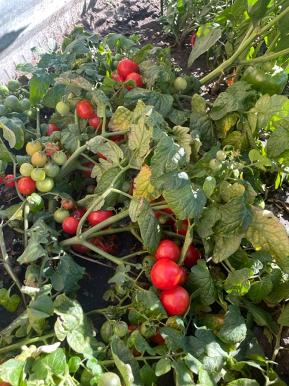 CJES garden Tomatoes