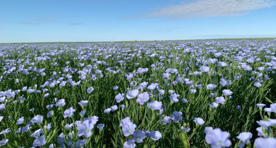 close up of flax field brenna