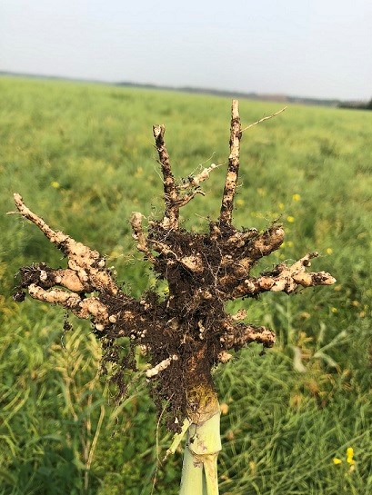 clubroot-rootphoto0124