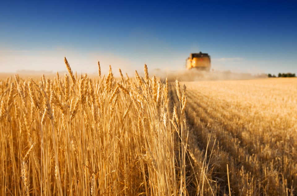 Combine in Wheat