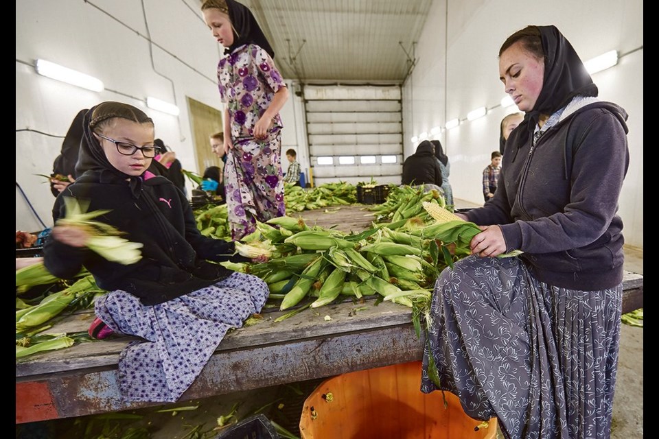 Alexia and Kaitlin Walter husk corn to be canned in the kitchen. 