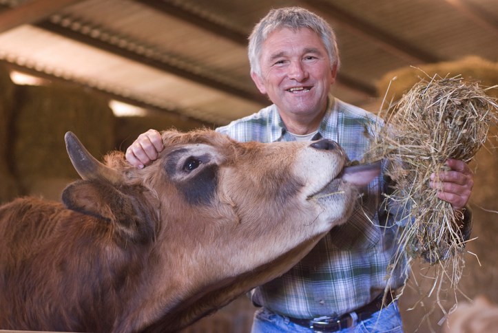 cow cattle hay farmer