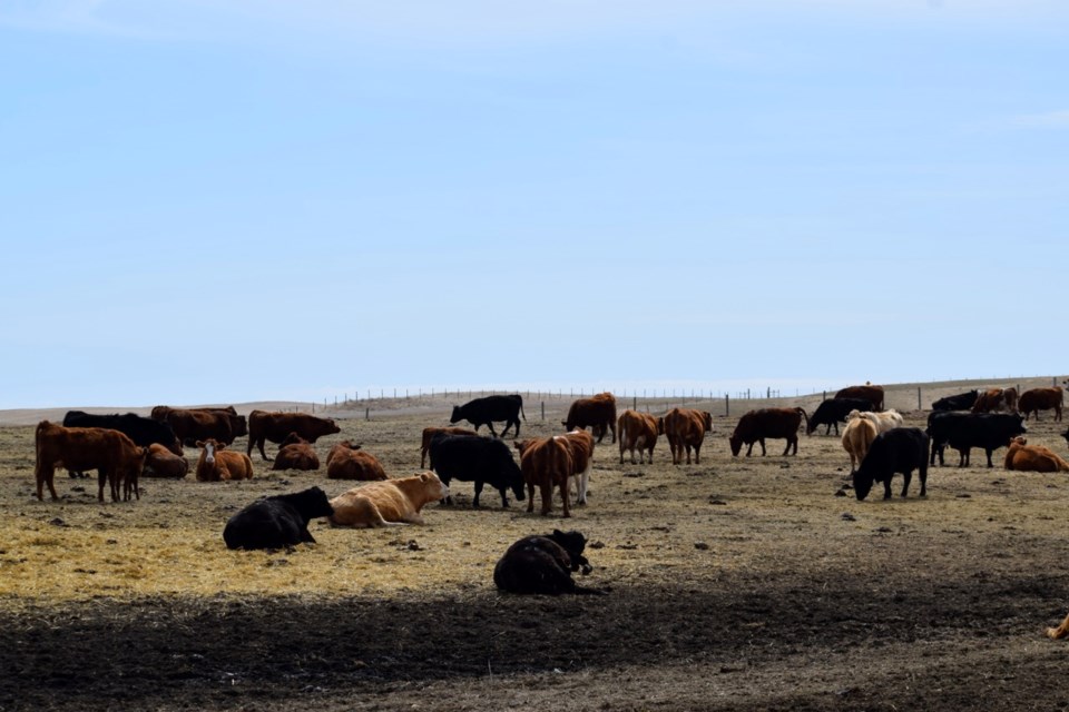 Cows feeding