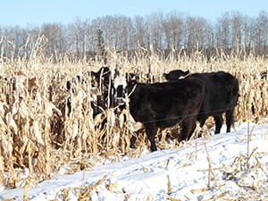 cows-grazing-on-corn-in-winter