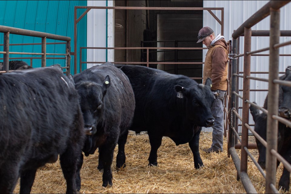 A prospective buyer checks out some of the cattle in the recent sale.