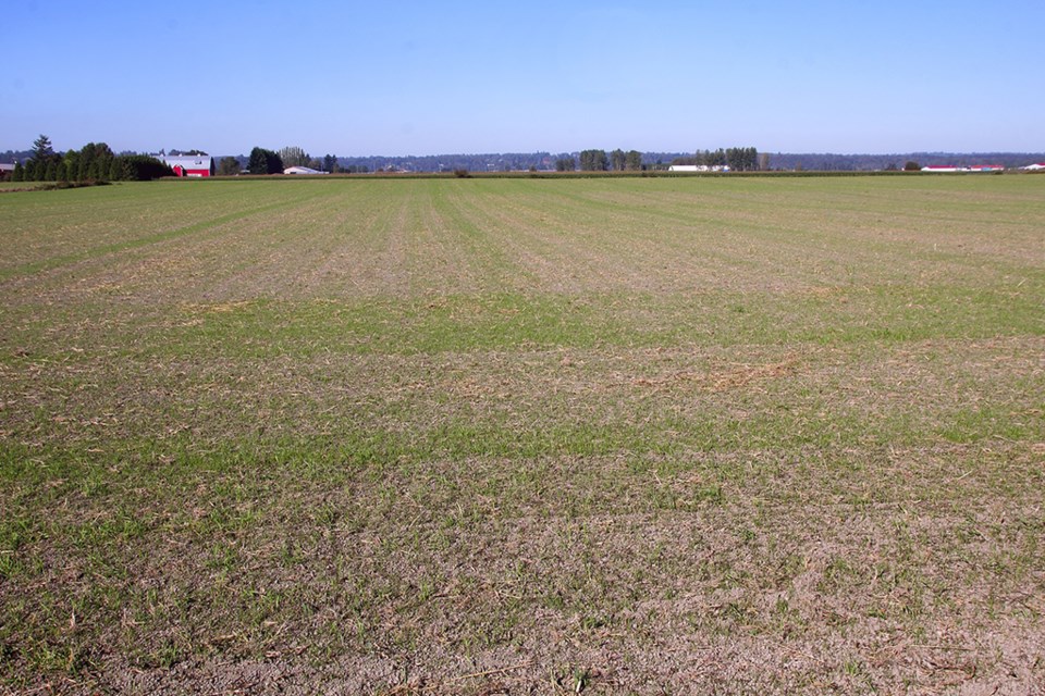 crop emerging