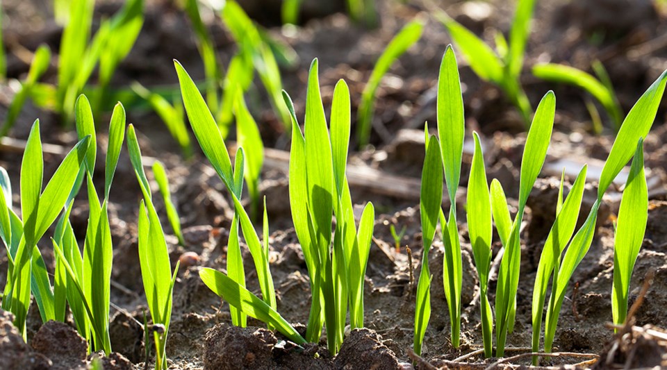 crop report new wheat 5