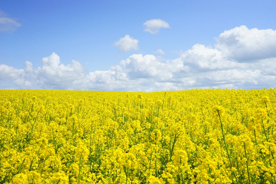 canola-crop-0425