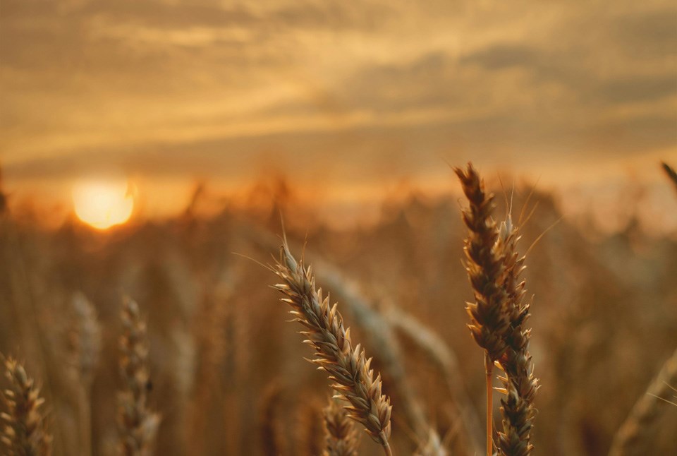 wheat-at-sunrise