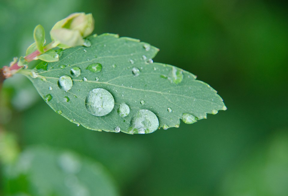 A raindrop dripping from a Saskatoon leaf.