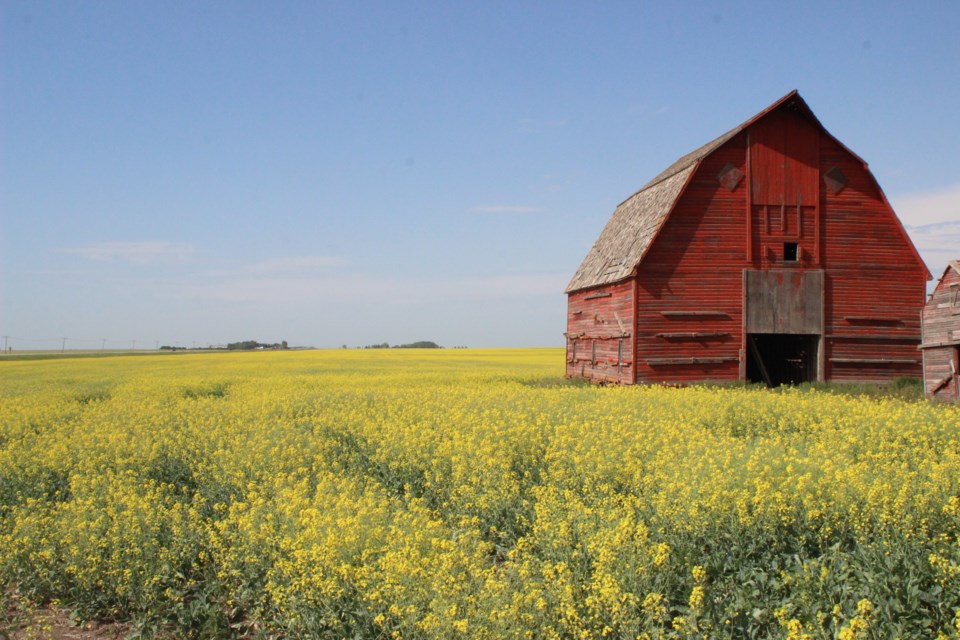 Barn-canola6-6514