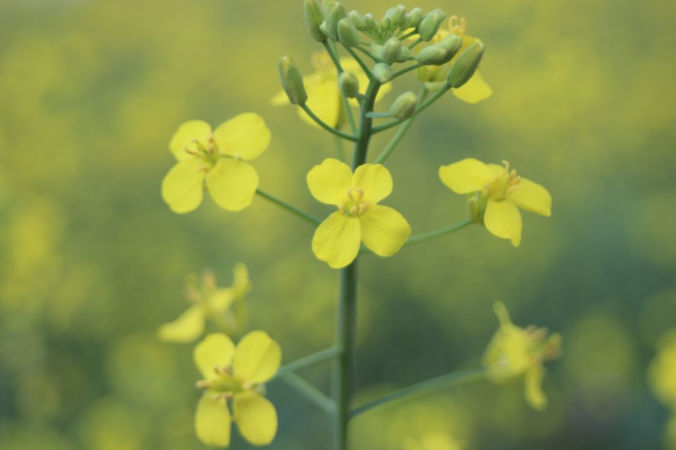 Canola-6488