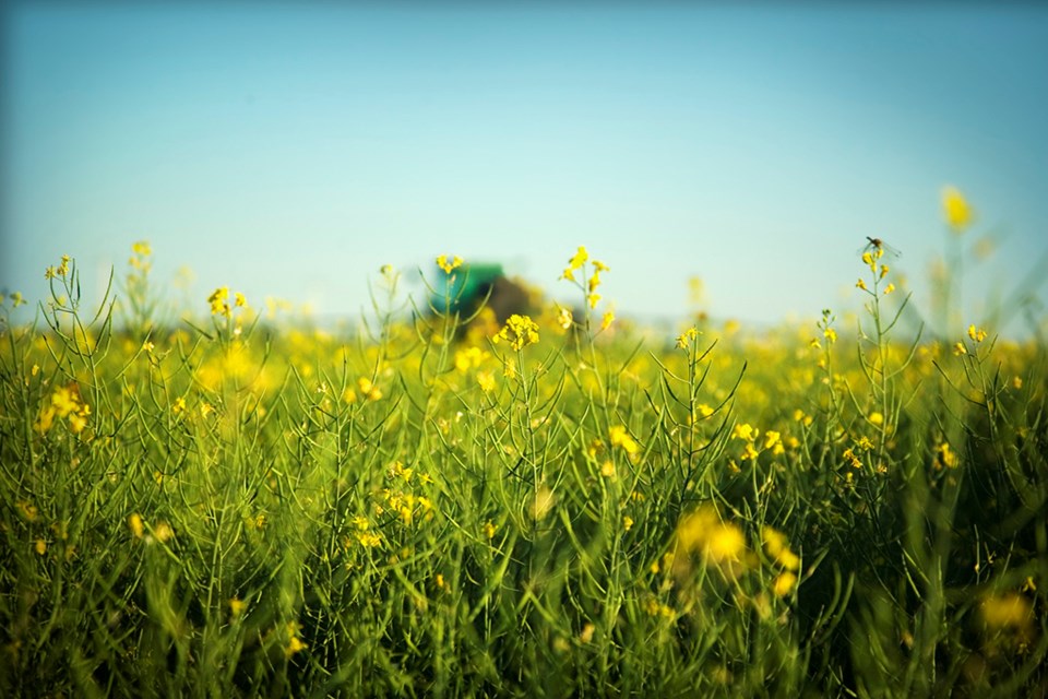 canola and sprayer