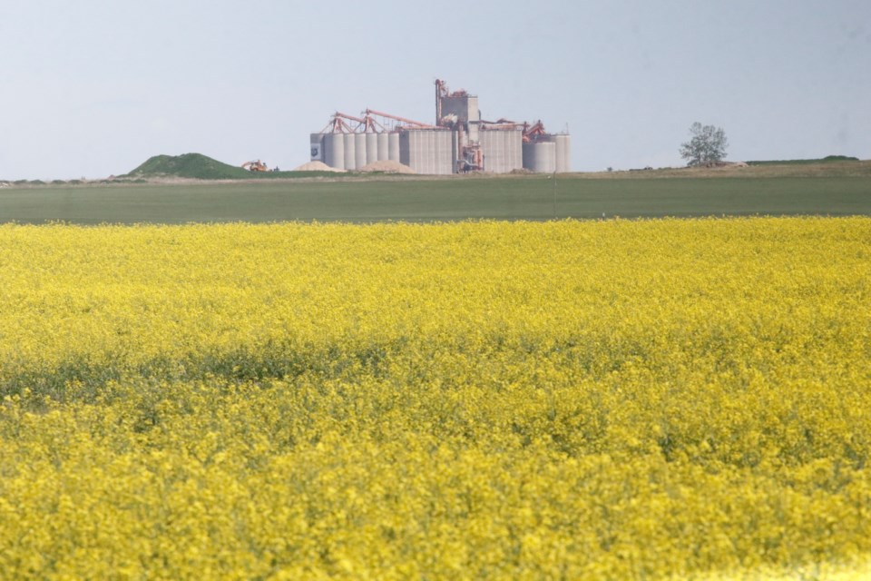 Canola field-9334