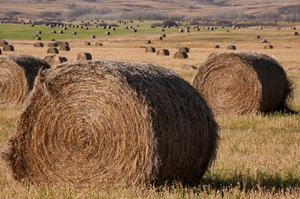 crop report bales