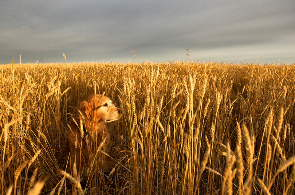 dog in wheat
