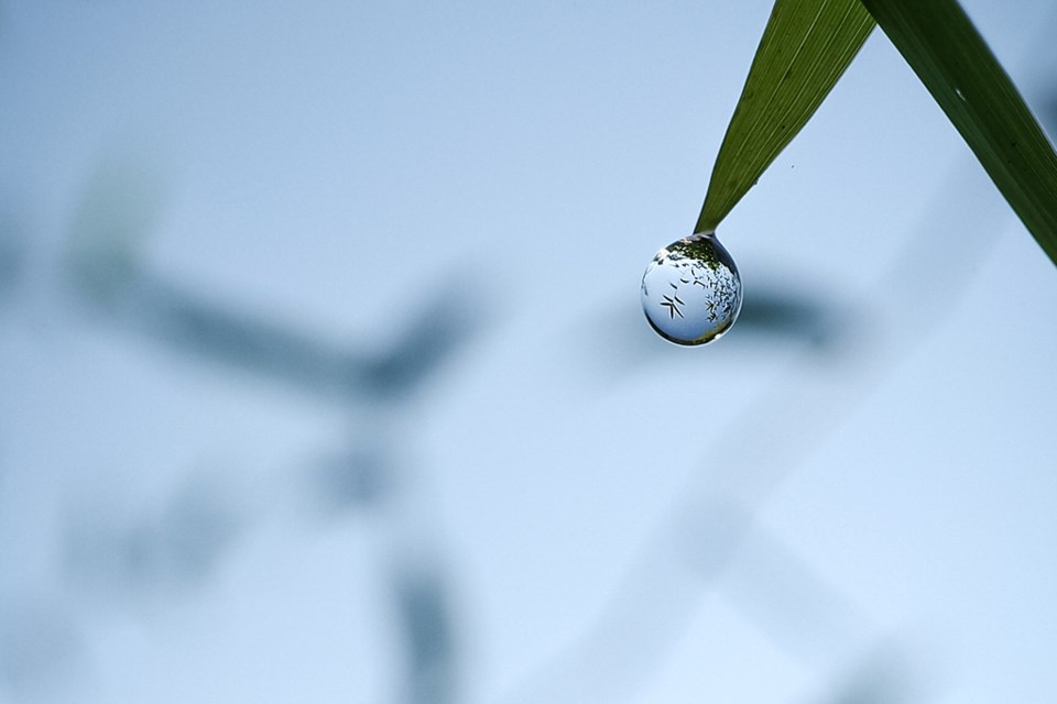 drops of water on the tip of the leaf