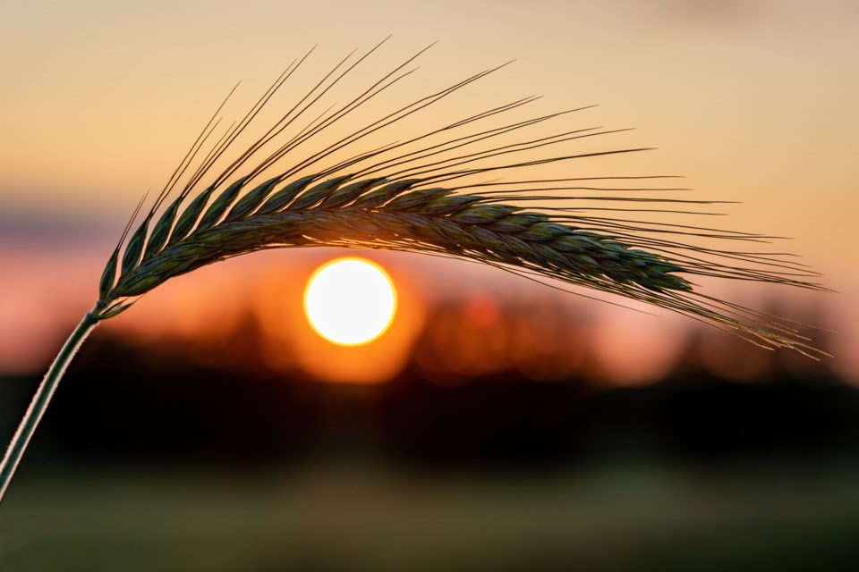 gettyimages-barleysunset