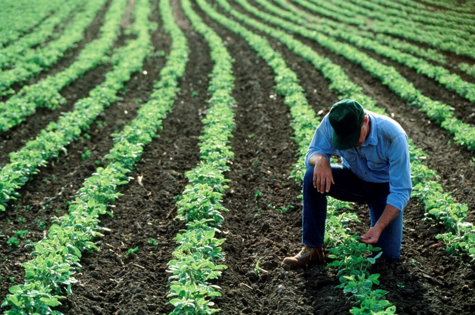 gettyimages-farmersoybeans