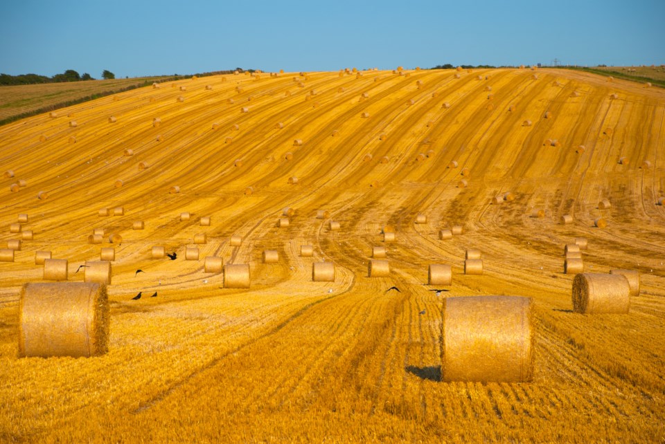 gettyimages-goldenbales