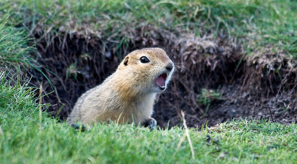 Richardson's ground squirrel 