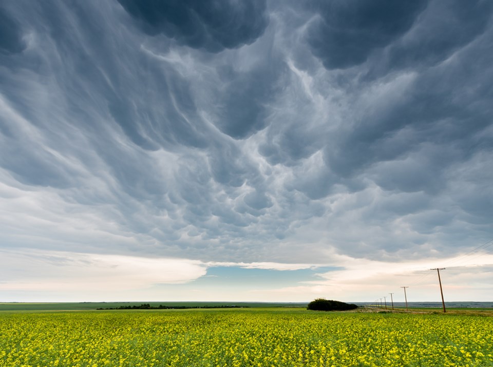 storm over canola swift current