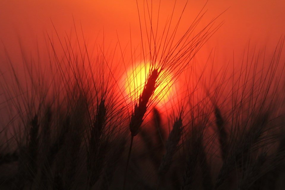 Sunset-wheat2