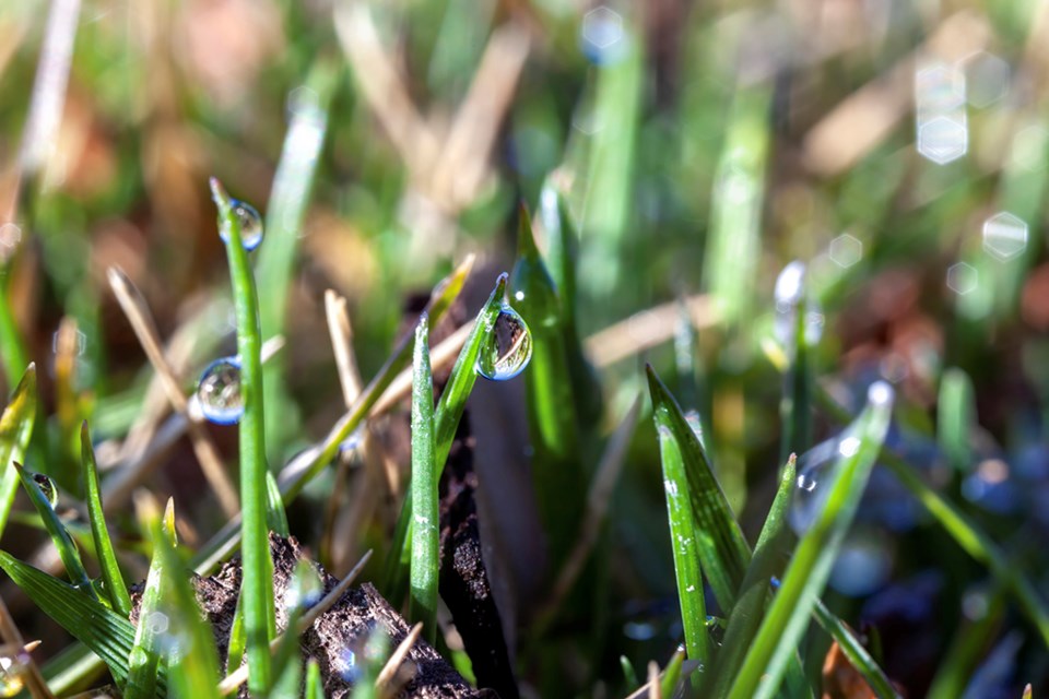 water on grass